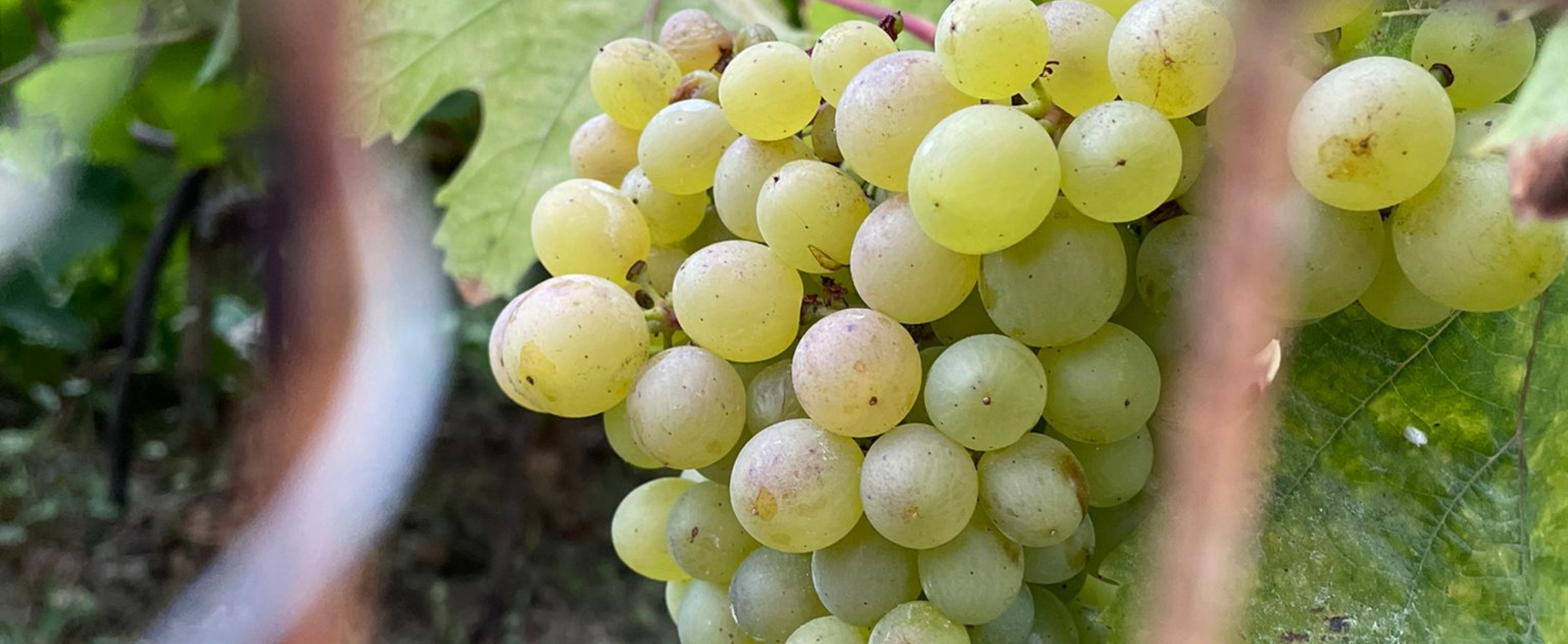 Get to know Companhia de Vinhos dos Profetas e Villões