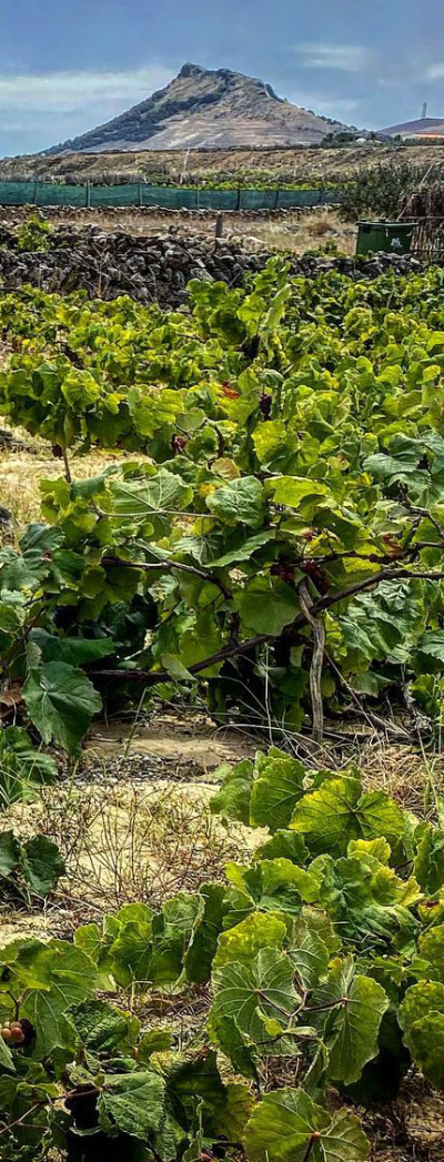 Vinhos do Porto Santo