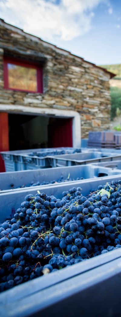 Vinhos do Douro