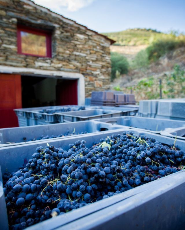 Vinhos do Douro