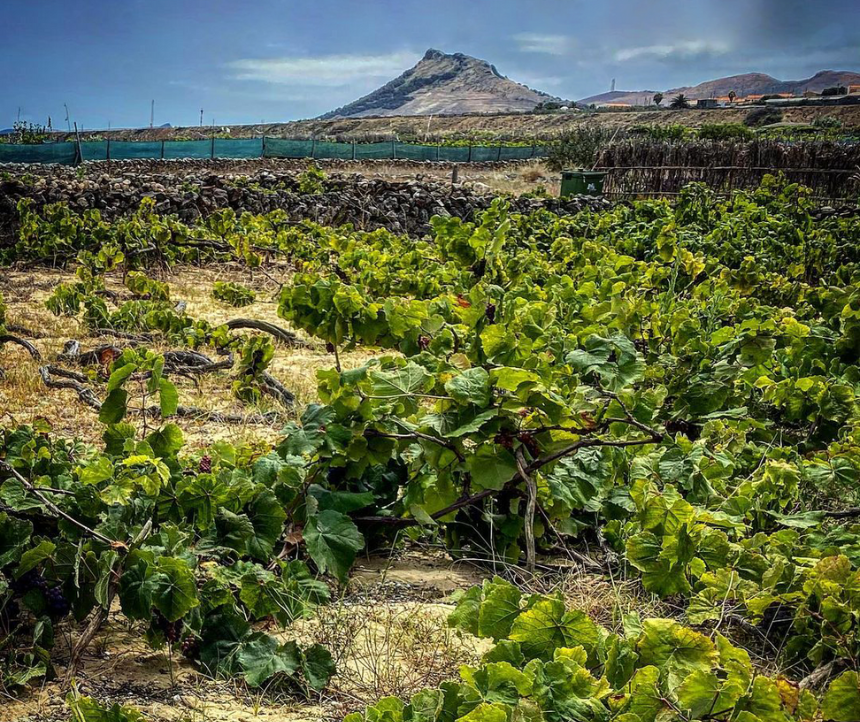 António Maçanita | Wine Producer