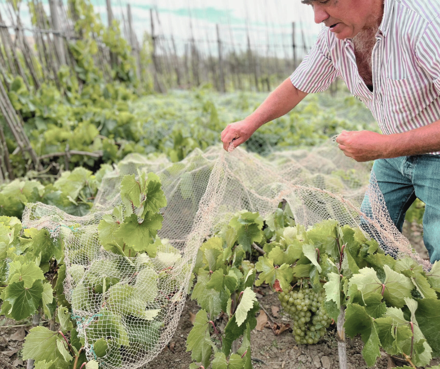 António Maçanita | Wine Producer