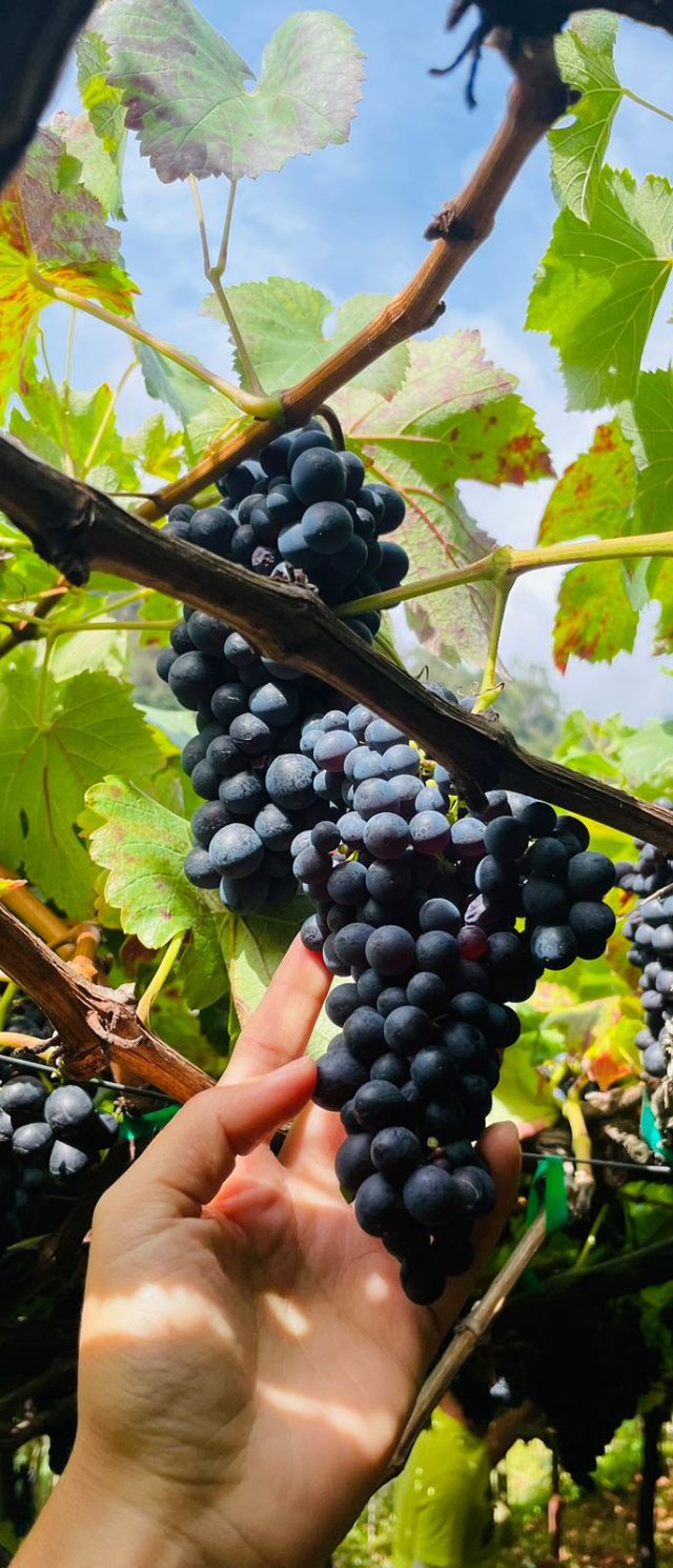 António Maçanita | Wine Producer