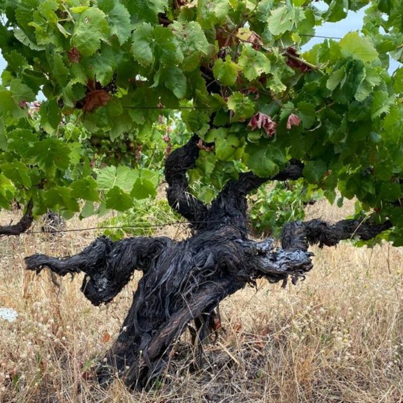 A Wine Detective investiga as castas escondidas de Portugal