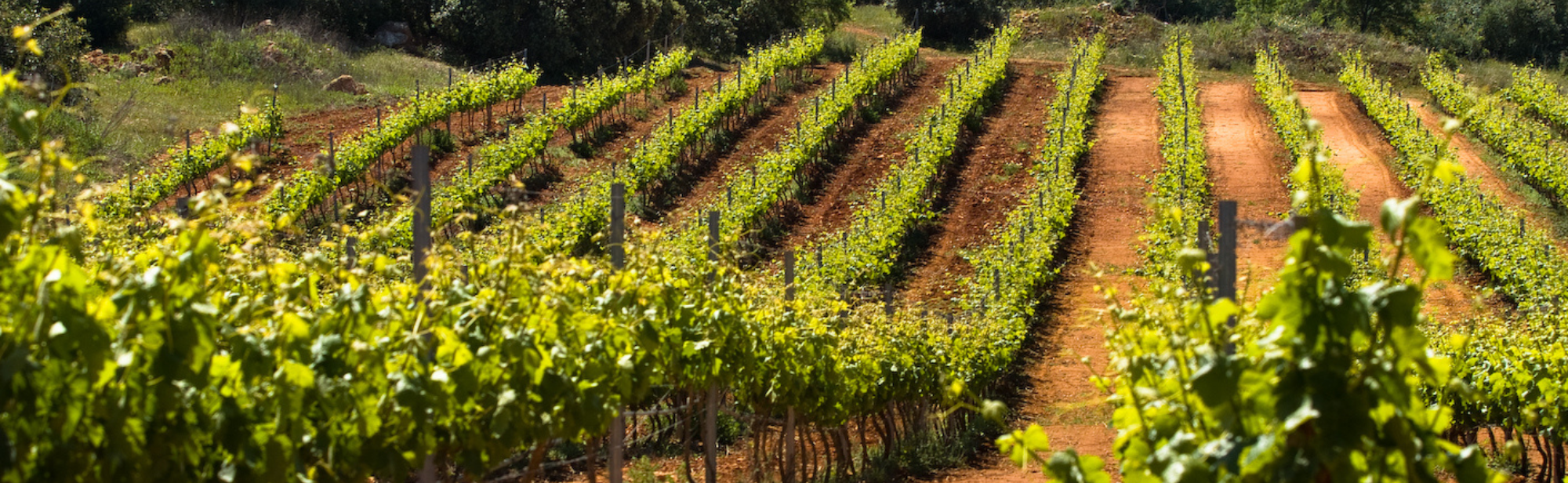 Wineries for sale in the Algarve region – regional wine of Algarve