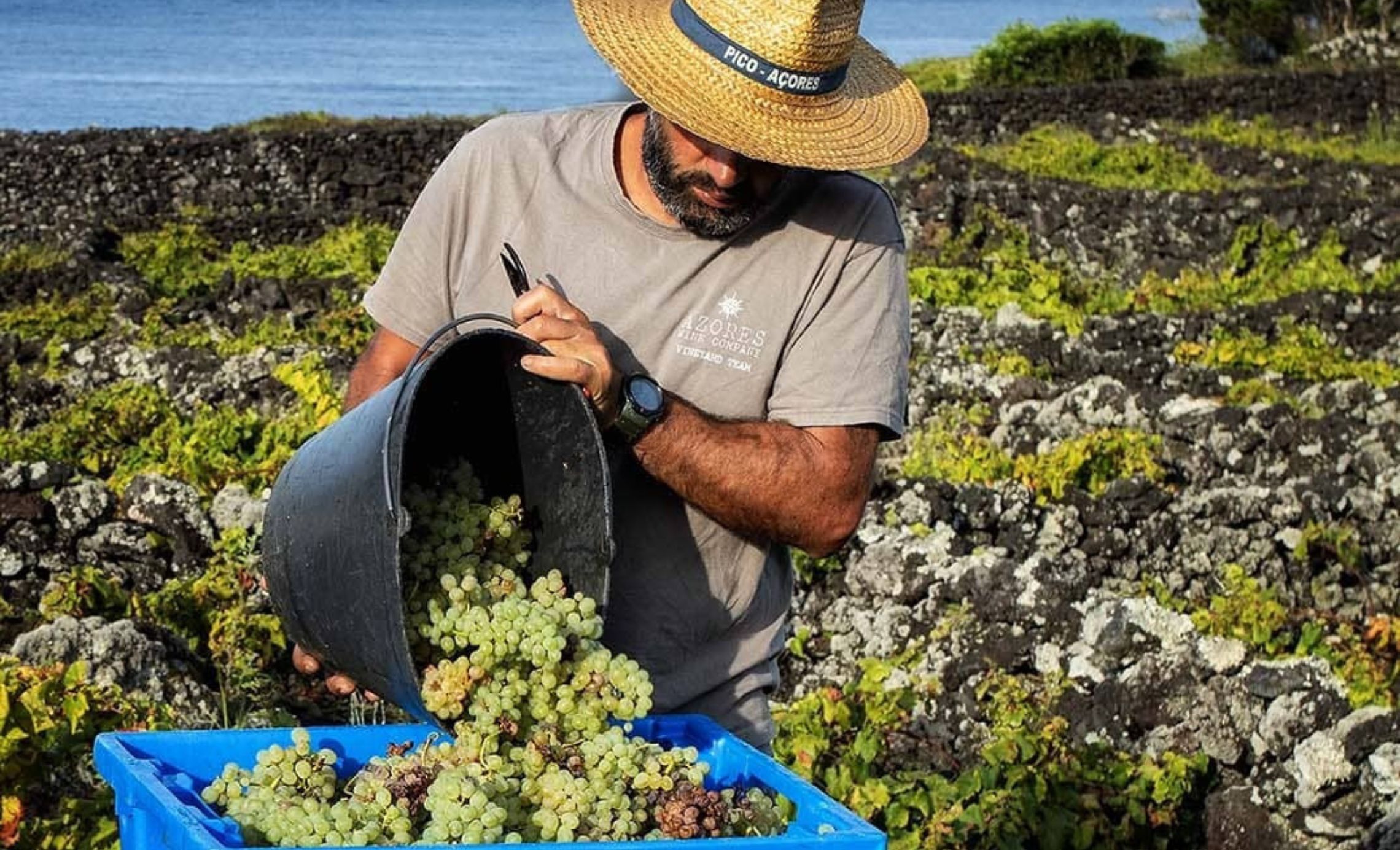 Uma Tradição de Força e Sabor