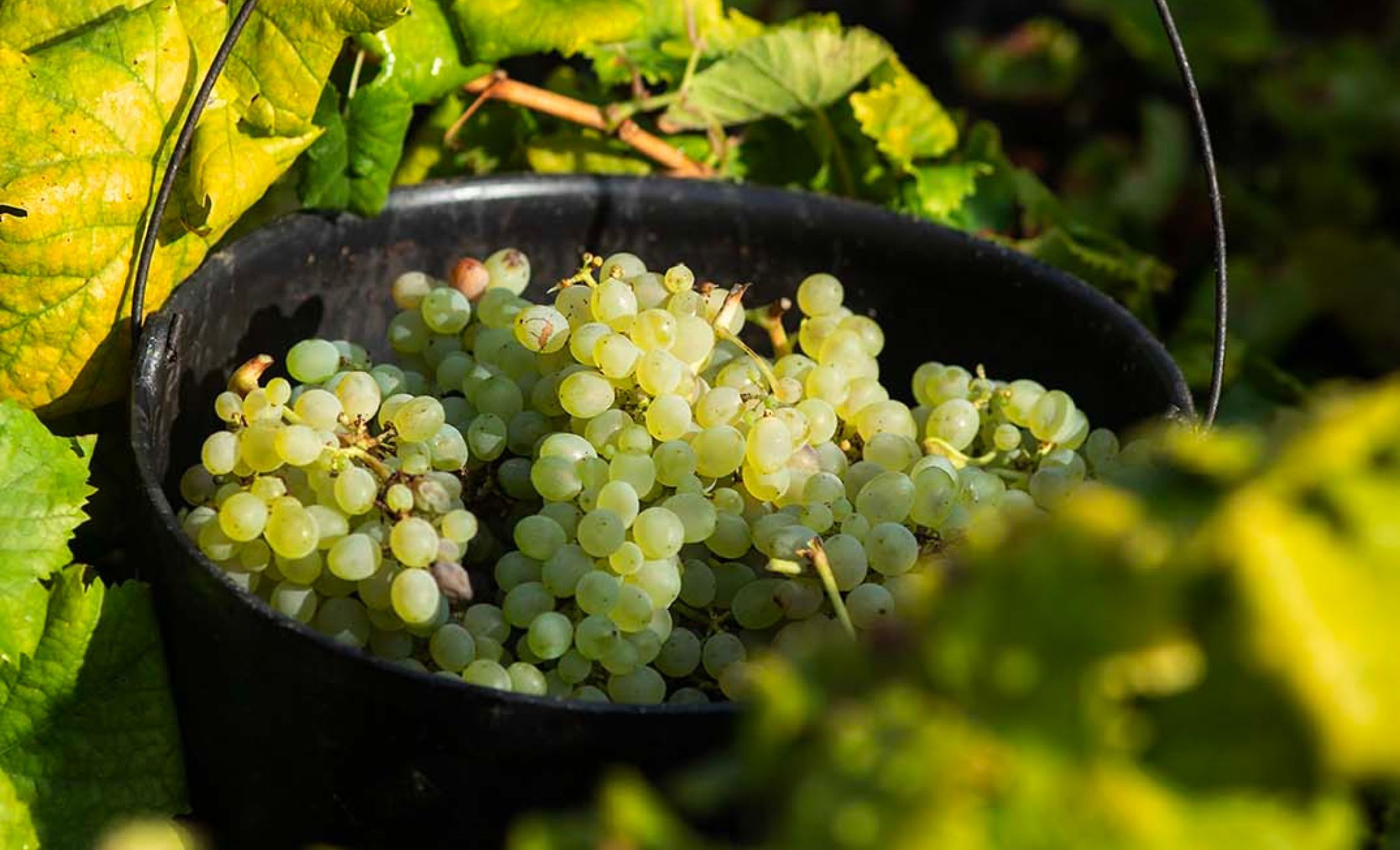 Arinto dos Açores e os diferentes métodos de vinificação