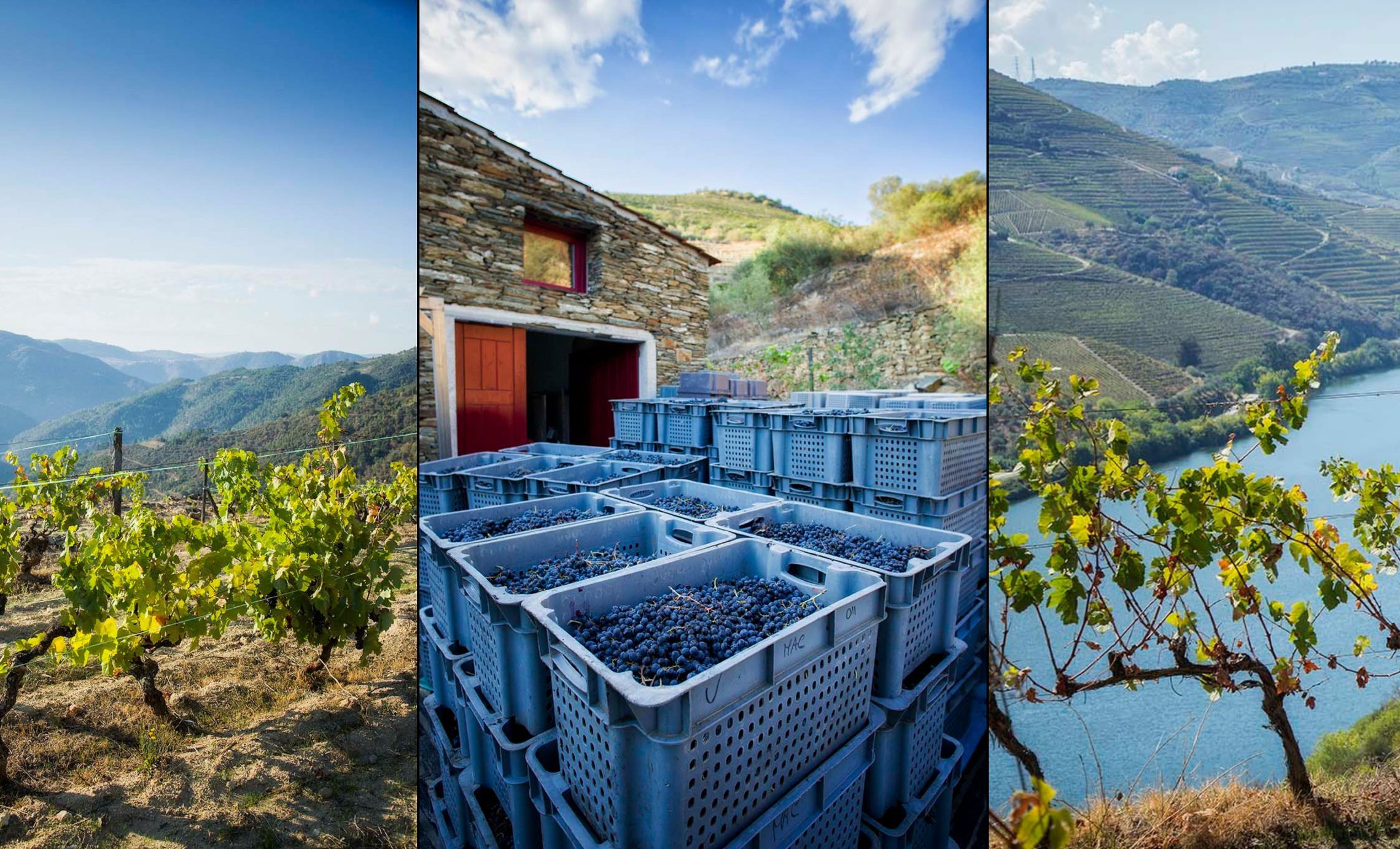 As Tourigas do Douro: Cima Corgo ou Letra A?