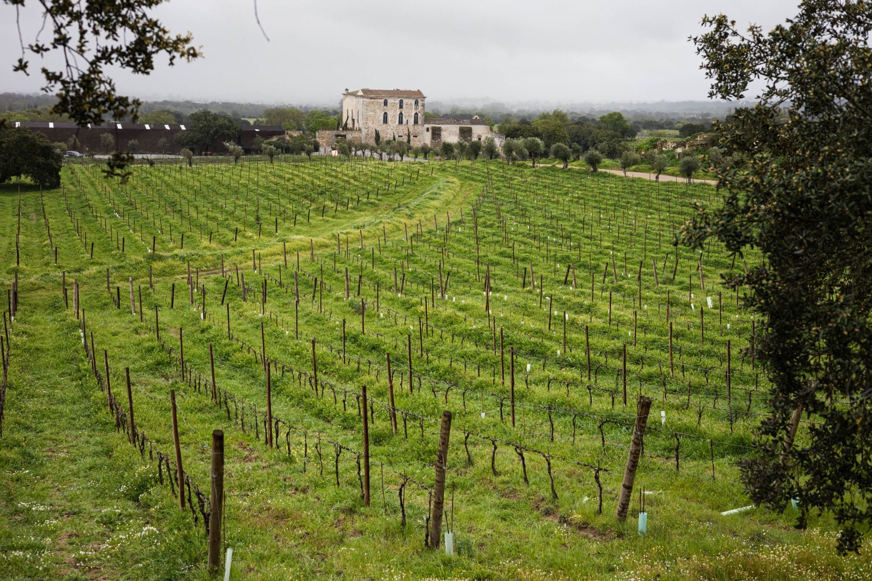 Vinhas no Paço do Morgado de Oliveira - Fitapreta Vinhos