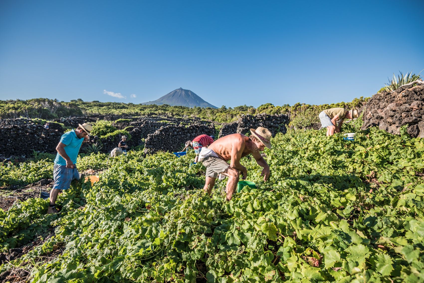 Viticultura e Enologia Azores Wine Company