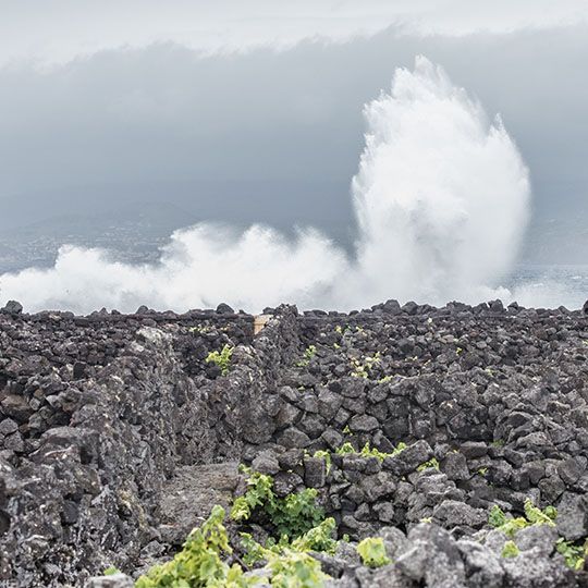 Vitilcultura e Enologia Azores Wine Company