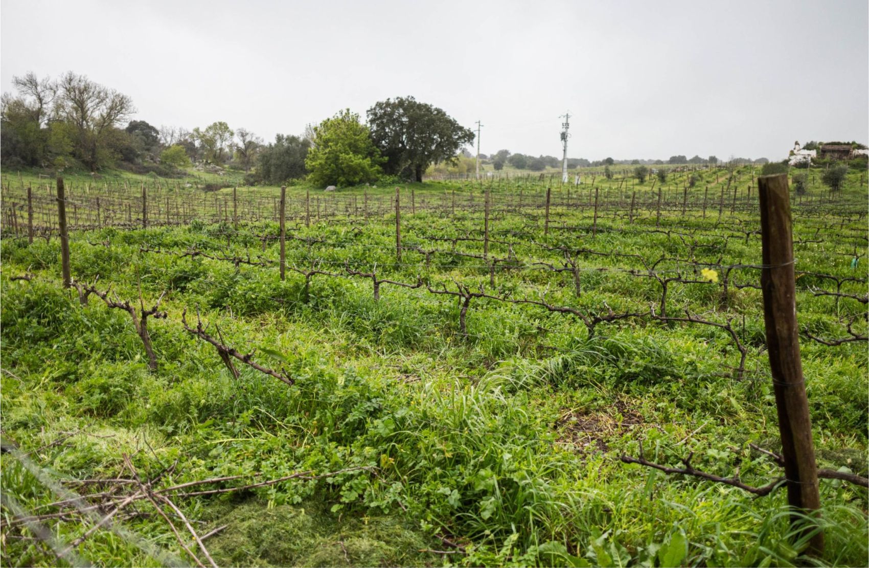 Vinhas Fitapreta Vinhos
