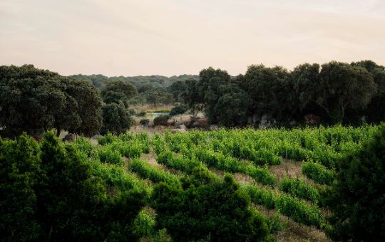 Vinhas na Adega Fitapreta Vinhos
