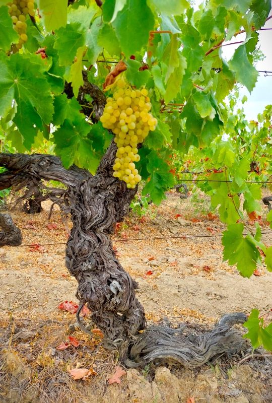 Vinhas Fitapreta - Alentejo
