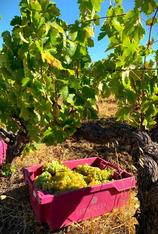 Vinhas Fitapreta - Alentejo