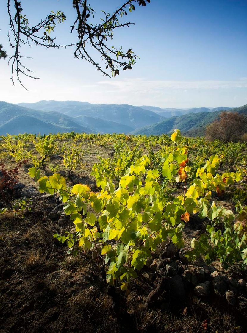 Vinha Cima Corgo - Maçanita Vinhos