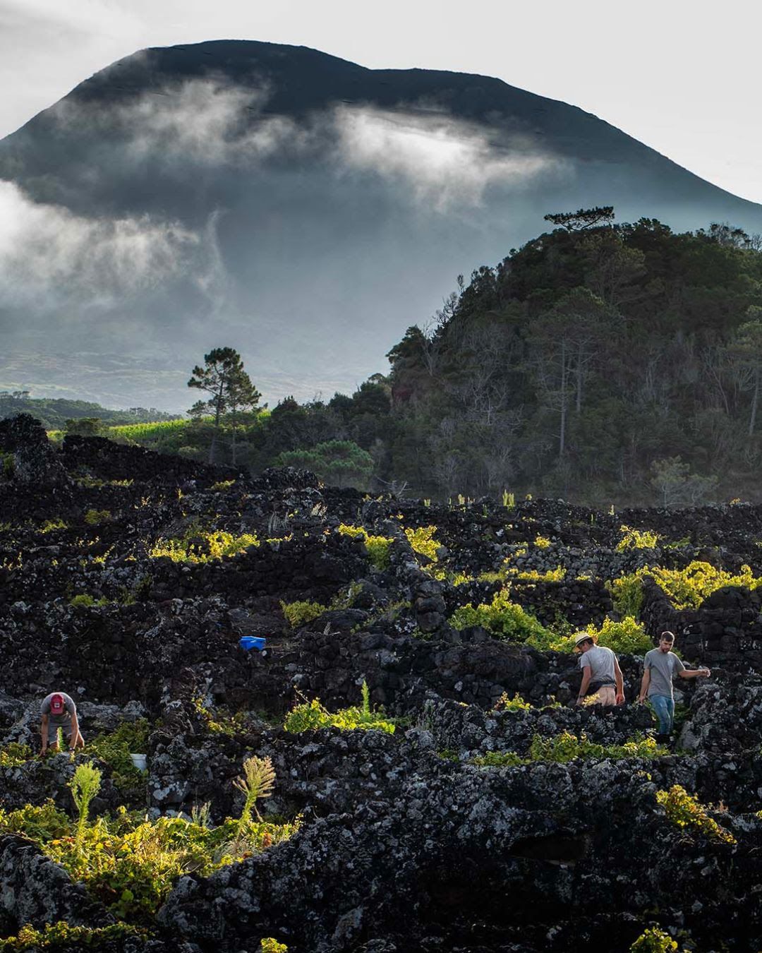Vindima Pico Azores Wine Company