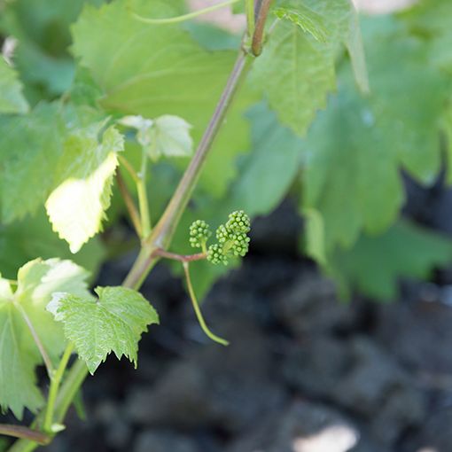 Vitilcultura e Enologia Azores Wine Company