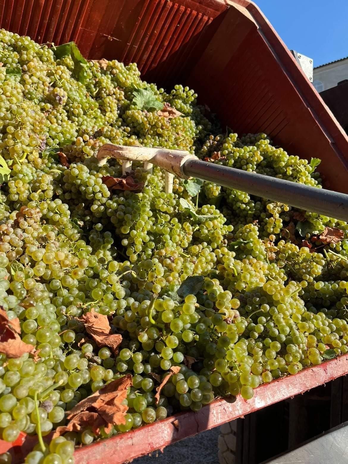Uvas brancas - Fitapreta Vinhos