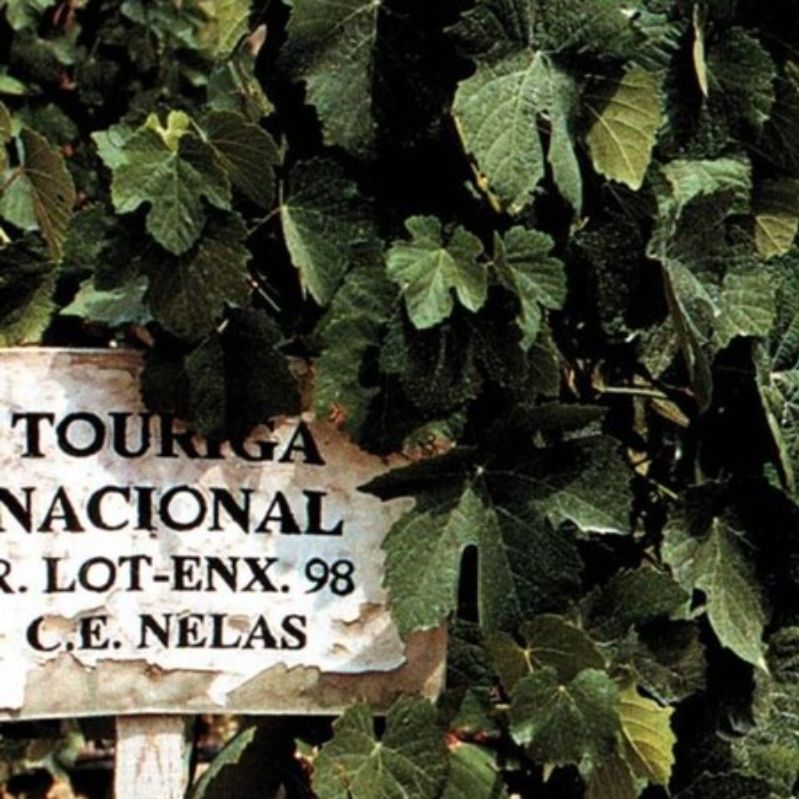 The great and unique Touriga Nacional