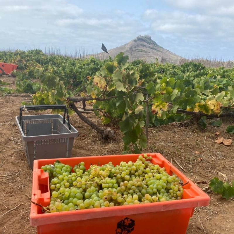 António Maçanita, o Porto Santo e o Caracol de vinhas de areia