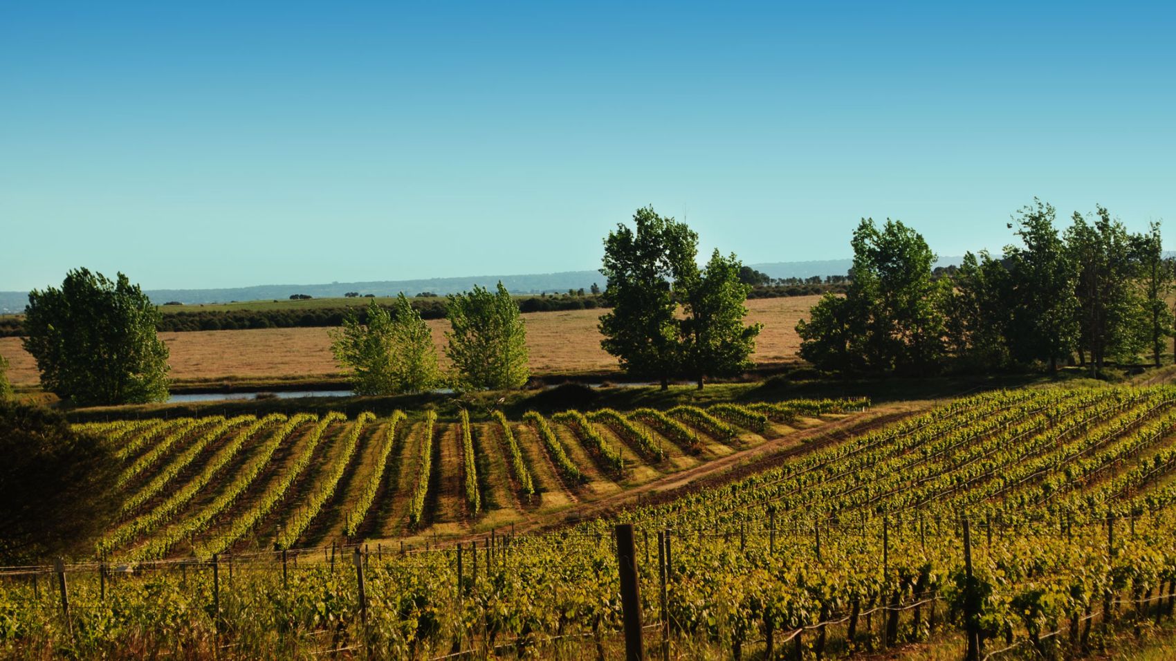 Alentejo Fitapreta
