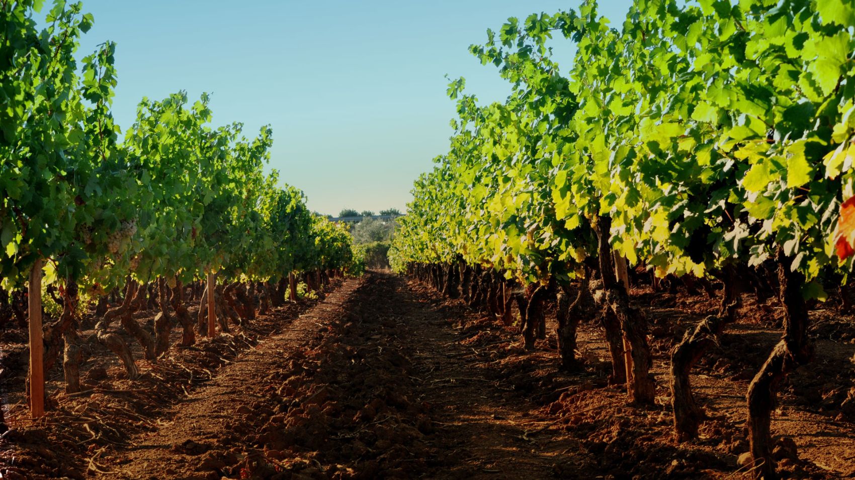 Produção de vinho no Alentejo Fitapreta