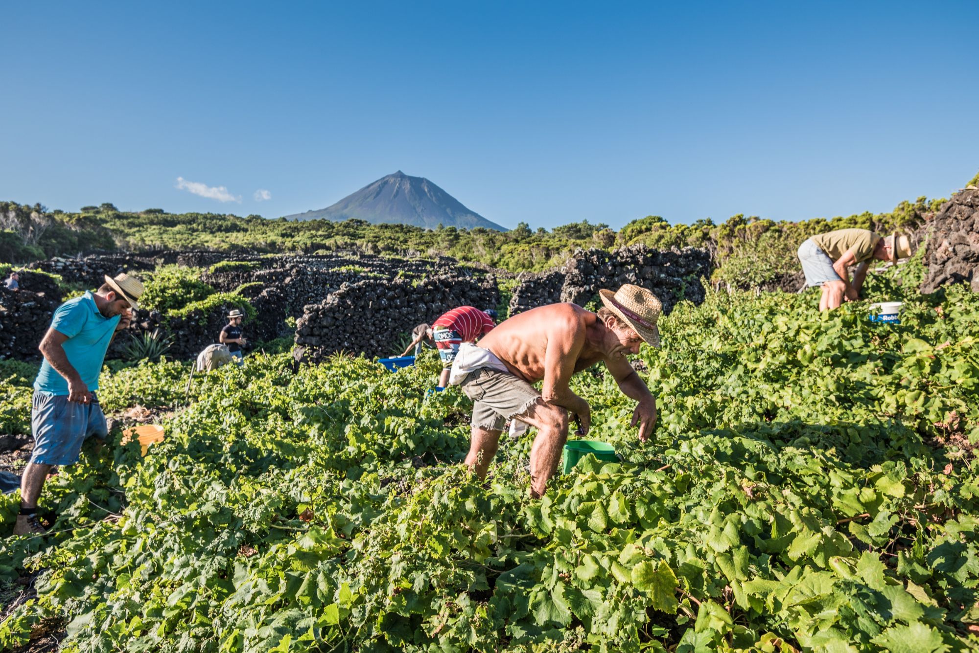 António Maçanita e Vinhos dos Açores