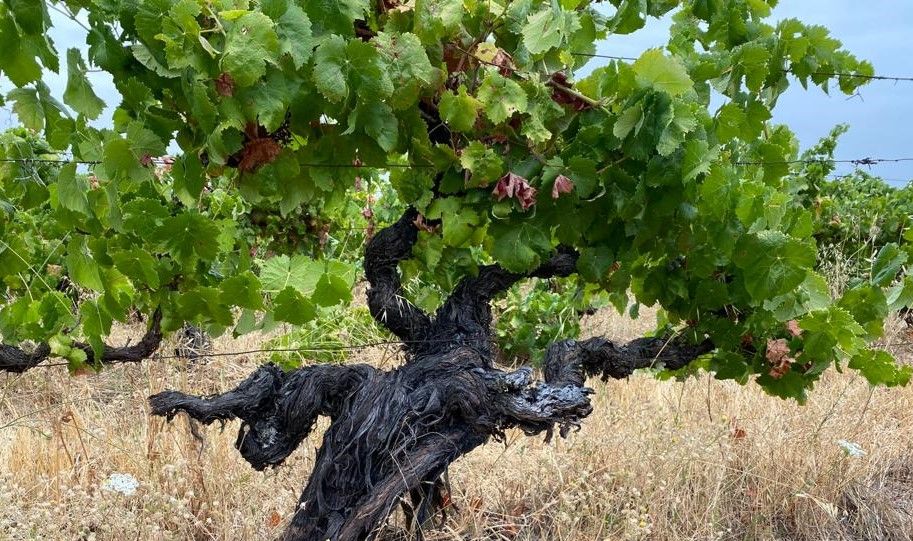 A Wine Detective investiga as castas escondidas de Portugal 