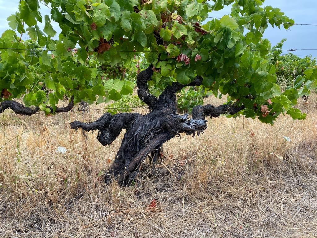 António Maçanita e Vinhos Alentejanos