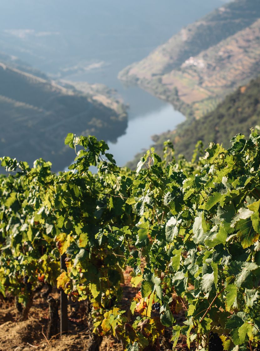 Wine regions in mainland Portugal. Regiões vitivinícolas em Portugal