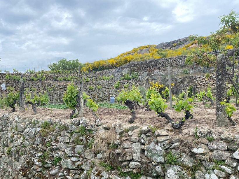 António Maçanita e Vinhos do Douro