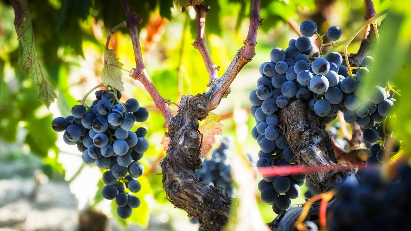 Douro
